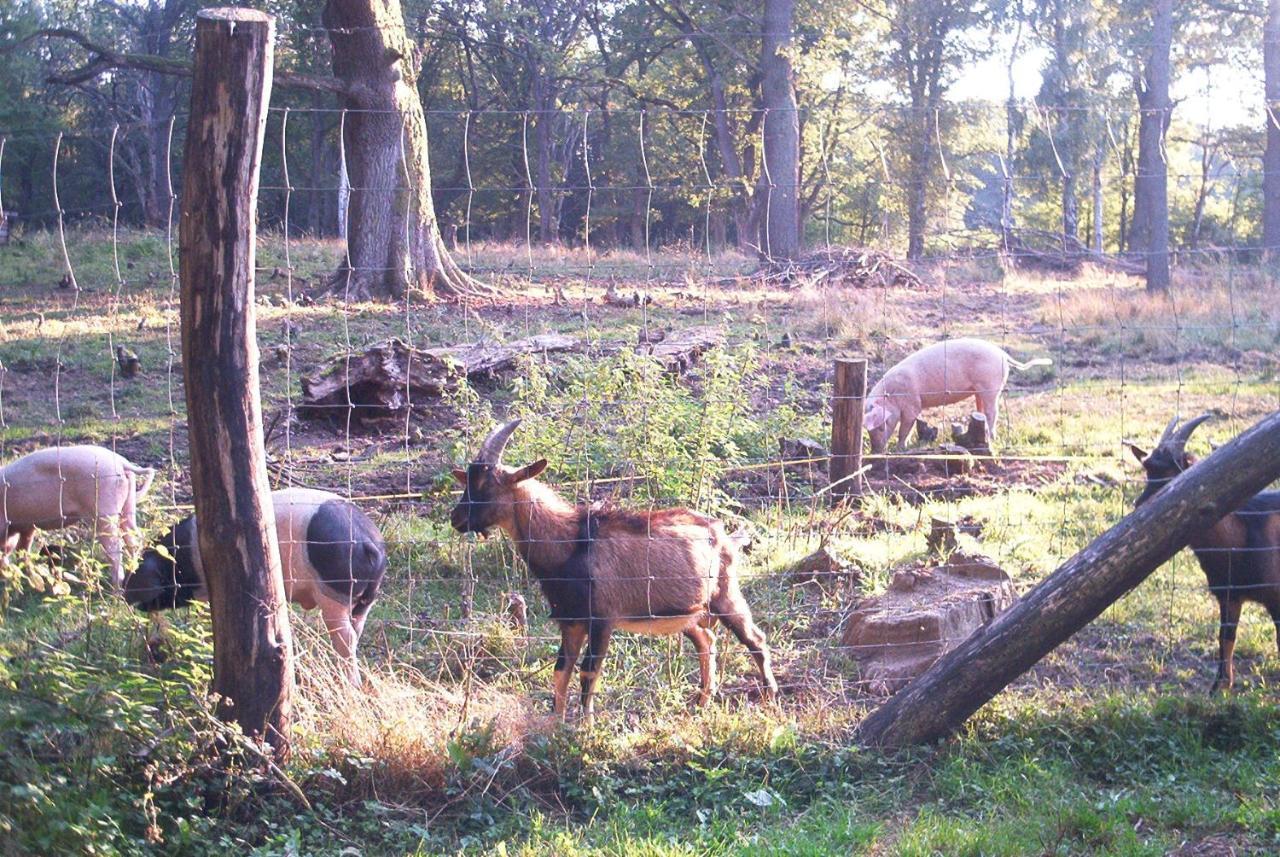 Ferienwohnungen Stricker Harz Walkenried المظهر الخارجي الصورة
